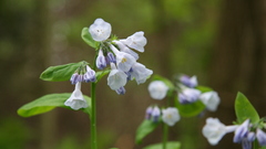 Nature Flowers macro