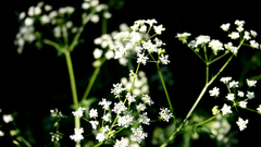 Nature Flowers macro