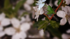 Nature Flowers macro