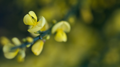 Nature Flowers macro