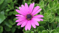 Nature Flowers macro
