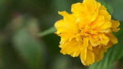 Nature Flowers macro