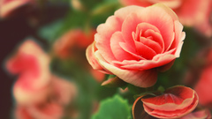 Nature Flowers macro