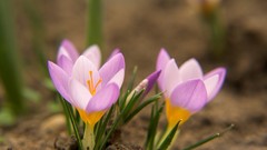 Nature Flowers macro