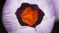 Nature Flowers macro