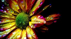 Nature Flowers macro