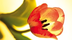 Nature Flowers macro