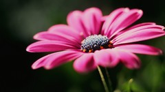 Nature Flowers macro