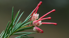Nature Flowers macro