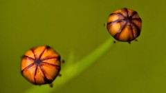 Nature Flowers macro