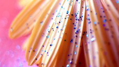 Nature Flowers macro