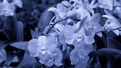 Nature Flowers macro