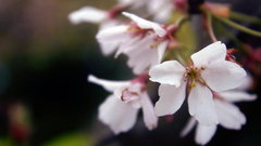 Nature Flowers macro