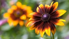 Nature Flowers macro