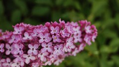Nature Flowers macro