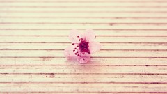 Nature Flowers macro