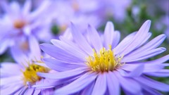 Nature Flowers macro