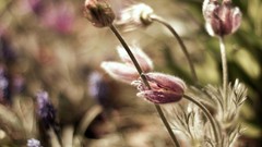 Nature Flowers macro