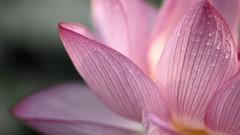 Nature Flowers macro