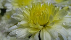 Nature Flowers macro