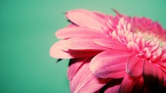 Nature Flowers macro