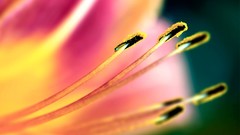 Nature Flowers macro