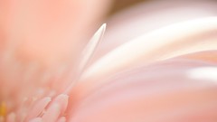 Nature Flowers macro