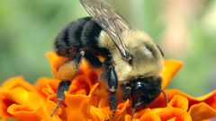 Nature Flowers macro bees