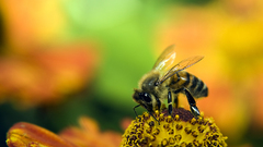 Nature Flowers macro bees
