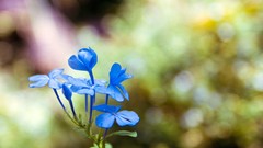 Nature Flowers macro blue