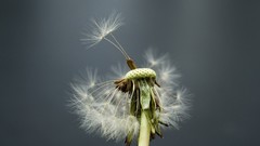 Nature Flowers macro dandelions