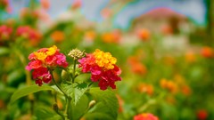 Nature Flowers macro depth