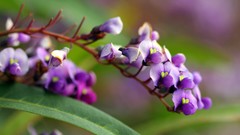 Nature Flowers macro depth