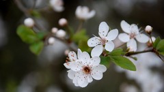 Nature Flowers macro depth