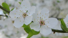 Nature Flowers macro depth