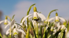 Nature Flowers macro depth