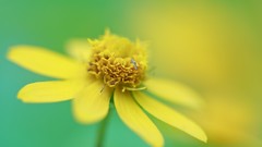 Nature Flowers macro depth