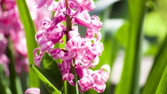 Nature Flowers macro depth