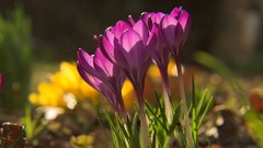 Nature Flowers macro depth