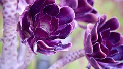 Nature Flowers macro depth