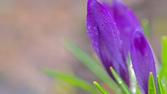 Nature Flowers macro depth