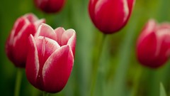 Nature Flowers macro depth