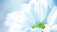 Nature Flowers macro depth