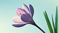 Nature Flowers macro depth