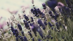 Nature Flowers macro depth