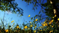 Nature Flowers macro depth