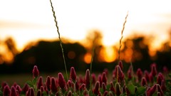 Nature Flowers macro depth