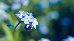 Nature Flowers macro depth