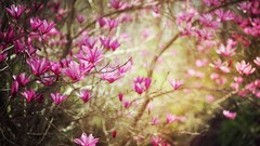 Nature Flowers macro depth