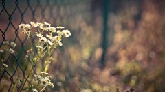Nature Flowers macro depth